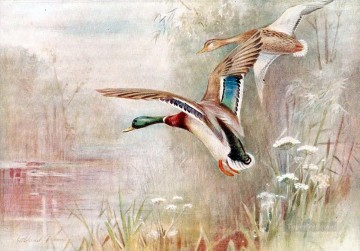 花 鳥 Painting - 野鴨の鳥